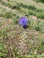 Muscari a toupet - Muscari comosum (photo Mrugala F.)(2)